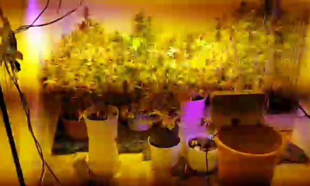 Brindisi, piante di Marijuana e foglie essiccate spuntano fuori durante una perquisizione in un appartamento del rione sant’Elia