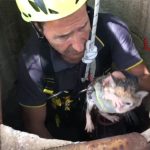 VIDEO/Gattino scivola in un pozzo a 10 metri di profondità. Recuperato dai Vigili del Fuoco