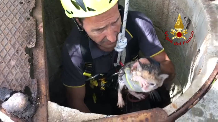 VIDEO/Gattino scivola in un pozzo a 10 metri di profondità. Recuperato dai Vigili del Fuoco