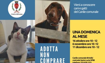 Campagna di adozioni cani e gatti, ecco il calendario per visitare il canile comunale