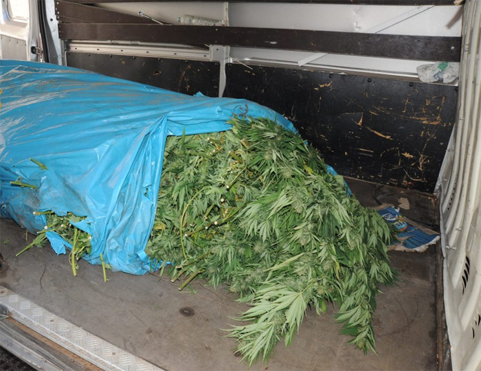 La Polizia sequestra sacco ad una azienda agricola con tre chili e mezzo di Marijuana pronta per essere venduta