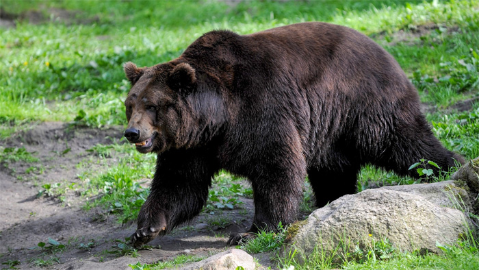 Lo Zoosafari di Fasano disposto ad ospitare l’orsa che ha ucciso il runner in trentino