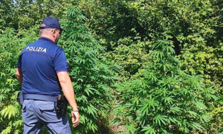 Piantagione di Marijuana scovata dalla Polizia, cento piante di cannabis coltivate nelle campagne di Mesagne