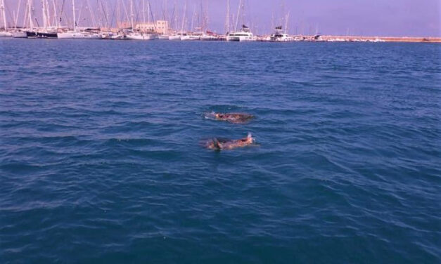 Avvistate tartarughe marine pronte all’accoppiamento, Torre Guaceto: “Segnalateci i nidi!”