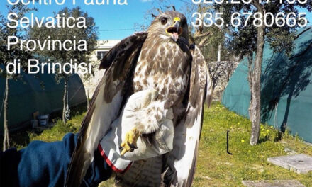 Centro Fauna Selvatica, mercoledì 9 agosto rilascio in natura di giovani di falco Grillaio, specie protetta