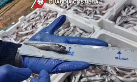 Maxi sequestro nel porto di Brindisi, naselli e merluzzi sotto misura, pescherecci pesantemente sanzionati dalla Guardia Costiera