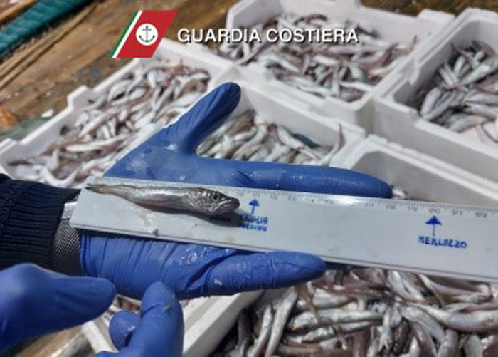 Maxi sequestro nel porto di Brindisi, naselli e merluzzi sotto misura, pescherecci pesantemente sanzionati dalla Guardia Costiera