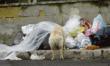 Igiene Pubblica, Luperti (Mrs): “La città affoga nei rifiuti. Il Sindaco avochi a se la delega dell’ambiente”