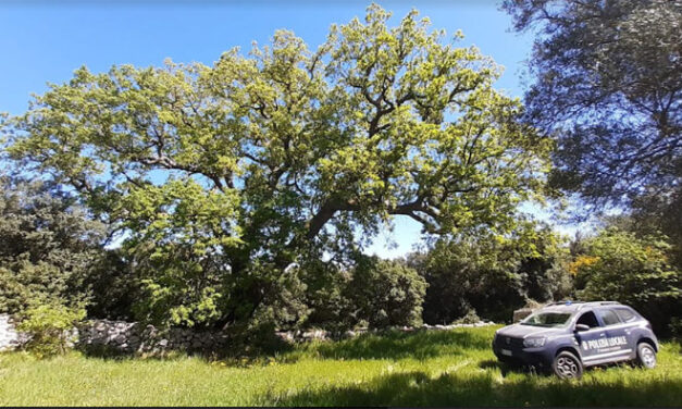 Nel “Bosco delle Montecchie” un albero di 500 anni!  Sopralluogo della Polizia Provinciale