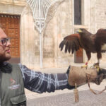 San Michele Salentino, falconeria e collaborazione dei cittadini, strategie efficaci per contrastare l’invasione dei colombi