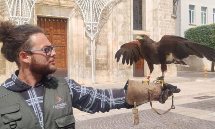 San Michele Salentino, falconeria e collaborazione dei cittadini, strategie efficaci per contrastare l’invasione dei colombi