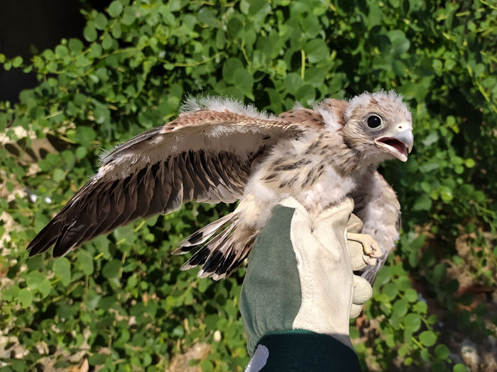 Fauna Selvatica, giovedì 7 agosto liberazione di falchi grillai a Brindisi