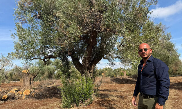 San Michele Salentino, un Tavolo tecnico comunale per affrontare l’emergenza Xylella e costruire il futuro salvaguardando la micro olivicoltura