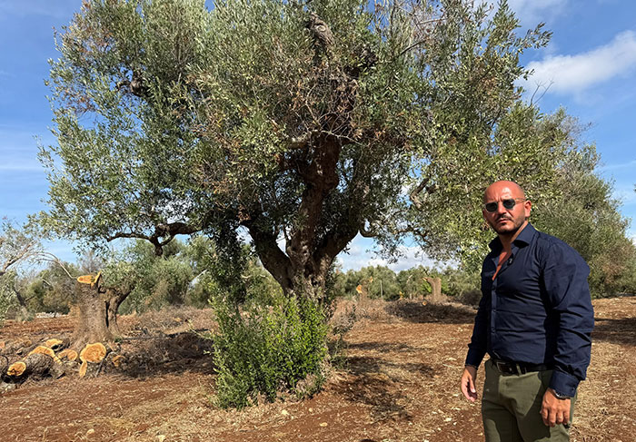 San Michele Salentino, xylella, il 21 ottobre si insedia il Tavolo Tecnico Comunale: «Dall’emergenza alla rigenerazione del territorio agricolo»